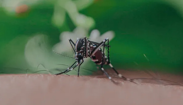 Як зменшити свербіж після укусу комара: ефективні поради